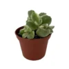 Variegated Bear Paw Succulent – Cotyledon Tomentosa Plant 2.5" Pot, Fuzzy Leaves