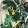 Variegated Colocasia Xanthosoma Live Plant - Elephant Ear Plant 5-9 Inch Tall - Tropical Foliage
