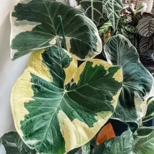 Variegated Colocasia Xanthosoma Live Plant - Elephant Ear Plant 5-9 Inch Tall - Tropical Foliage
