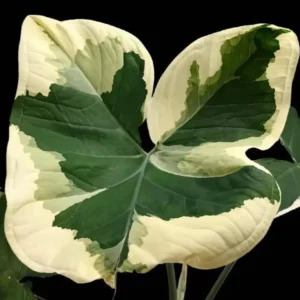 Variegated Colocasia Xanthosoma Live Plant - Elephant Ear Plant 5-9 Inch Tall - Tropical Foliage