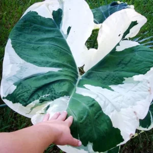 Variegated Colocasia Xanthosoma Live Plant - Elephant Ear Plant 5-9 Inch Tall - Tropical Foliage