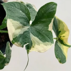 Variegated Colocasia Xanthosoma Live Plant - Elephant Ear Plant 5-9 Inch Tall - Tropical Foliage