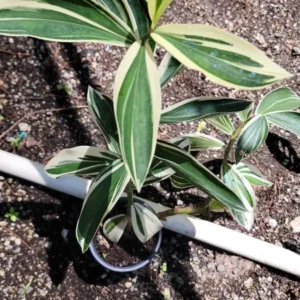 Variegated Costus Arabicus Spiral Ginger Live Plant - 10 to 15