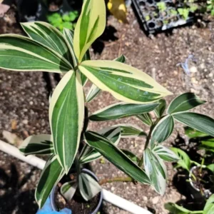 Variegated Costus Arabicus Spiral Ginger Live Plant - 10 to 15