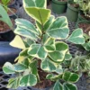Variegated Ficus Triangularis Live Plant - 10 to 12" Tall, 4" Pot
