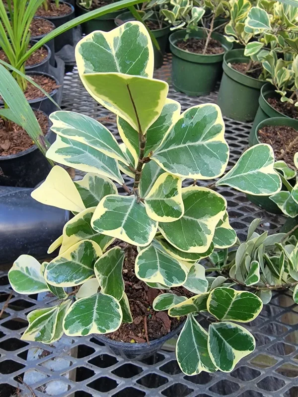 Variegated Ficus Triangularis Live Plant - 10 to 12" Tall, 4" Pot