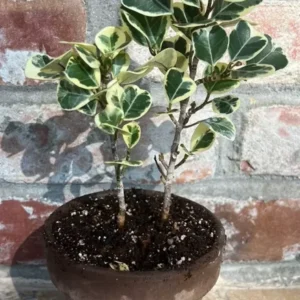 Variegated Ficus Triangularis Live Plant - 10 to 12