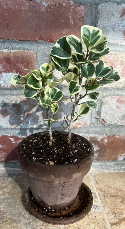 Variegated Ficus Triangularis Live Plant - 10 to 12" Tall, 4" Pot