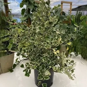 Variegated Ficus Triangularis Live Plant - 10 to 12