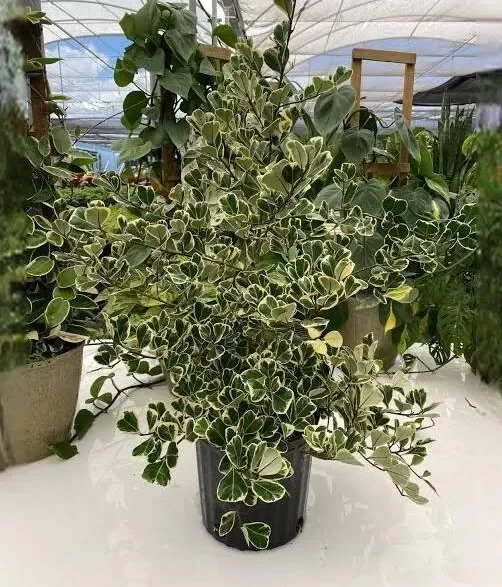 Variegated Ficus Triangularis Live Plant - 10 to 12" Tall, 4" Pot