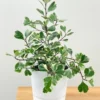 Variegated Ficus Triangularis Live Plant - 10 to 12" Tall, 4" Pot