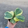 Variegated Hoya Kerrii 4 Inch Pot Heart-shaped Hoya Plant