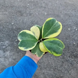 Variegated Hoya Kerrii 4 Inch Pot Heart-shaped Hoya Plant