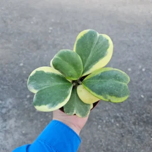 Variegated Hoya Kerrii 4 Inch Pot Heart-shaped Hoya Plant