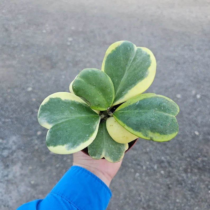 Variegated Hoya Kerrii 4 Inch Pot Heart-shaped Hoya Plant