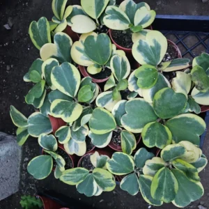 Variegated Hoya Kerrii 4 Inch Pot Heart-shaped Hoya Plant