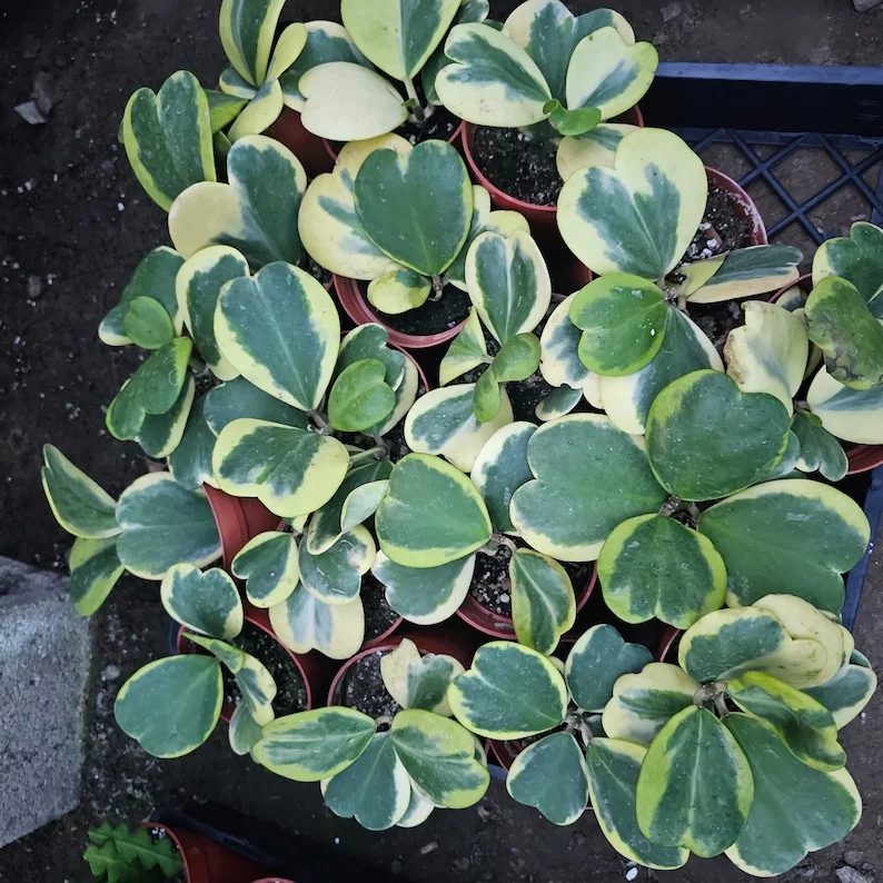 Variegated Hoya Kerrii 4 Inch Pot Heart-shaped Hoya Plant