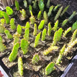 Variegated Joseph’s Coat Cactus - Opuntia Monacantha Variegata - 2in Pot - Rare Succulent