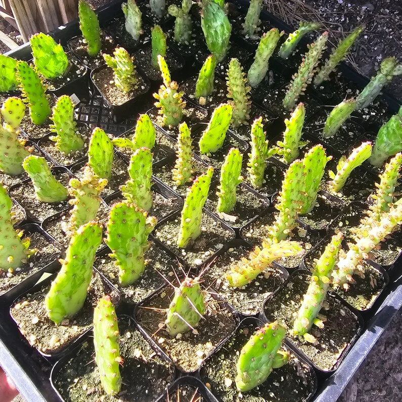 Variegated Joseph’s Coat Cactus - Opuntia Monacantha Variegata - 2in Pot - Rare Succulent