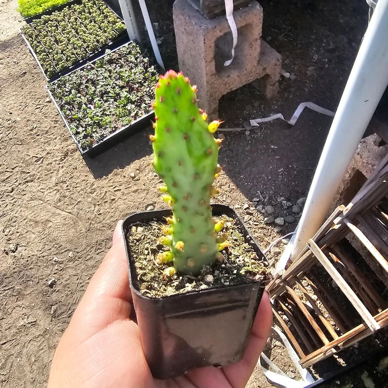 Variegated Joseph’s Coat Cactus - Opuntia Monacantha Variegata - 2in Pot - Rare Succulent