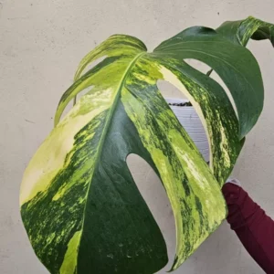 Variegated Monstera Aurea Rooted Cutting - 2 Leaves - Rare Yellow Variegation