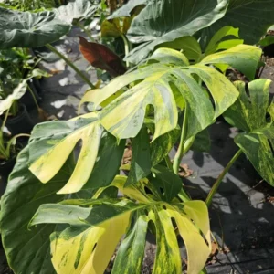 Variegated Monstera Aurea Rooted Cutting - 2 Leaves - Rare Yellow Variegation