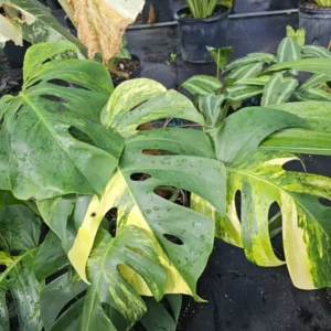 Variegated Monstera Aurea Rooted Cutting - 2 Leaves - Rare Yellow Variegation