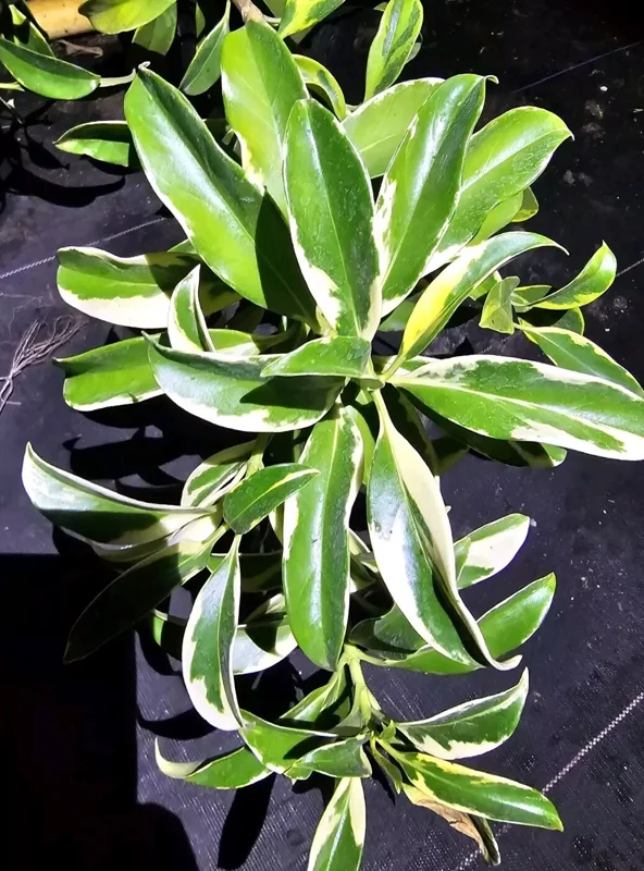 Variegated Perfume Flower Tree – Fagraea ceilanica – 12”+ Tall – Fragrant & Air-Purifying