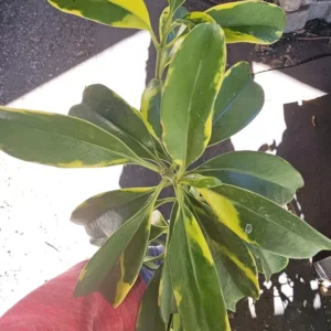 Variegated Perfume Flower Tree – Fagraea ceilanica – 12”+ Tall – Fragrant & Air-Purifying