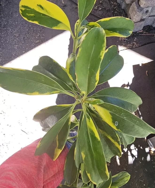 Variegated Perfume Flower Tree – Fagraea ceilanica – 12”+ Tall – Fragrant & Air-Purifying