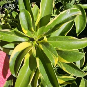 Variegated Perfume Flower Tree – Fagraea ceilanica – 12”+ Tall – Fragrant & Air-Purifying