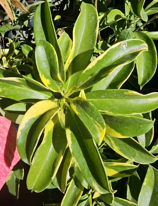Variegated Perfume Flower Tree – Fagraea ceilanica – 12”+ Tall – Fragrant & Air-Purifying