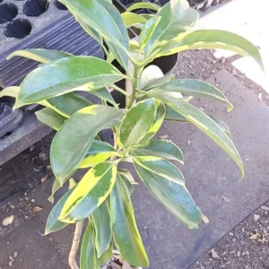 Variegated Perfume Flower Tree – Fagraea ceilanica – 12”+ Tall – Fragrant & Air-Purifying