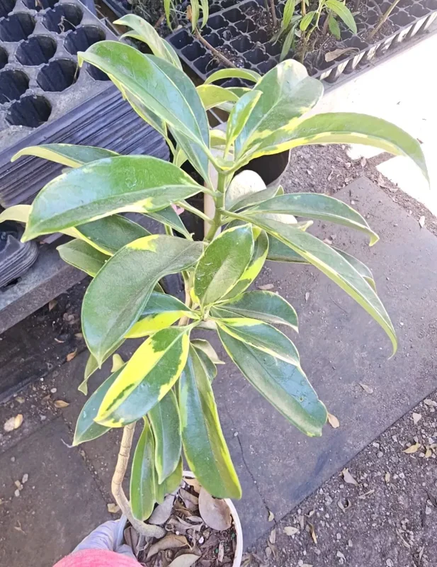 Variegated Perfume Flower Tree – Fagraea ceilanica – 12”+ Tall – Fragrant & Air-Purifying