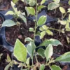 Variegated Purple Bougainvillea Live Plant 7" Tall 4" Pot Paper Flowers