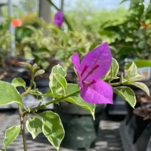 Variegated Purple Bougainvillea Live Plant 7" Tall 4" Pot Paper Flowers