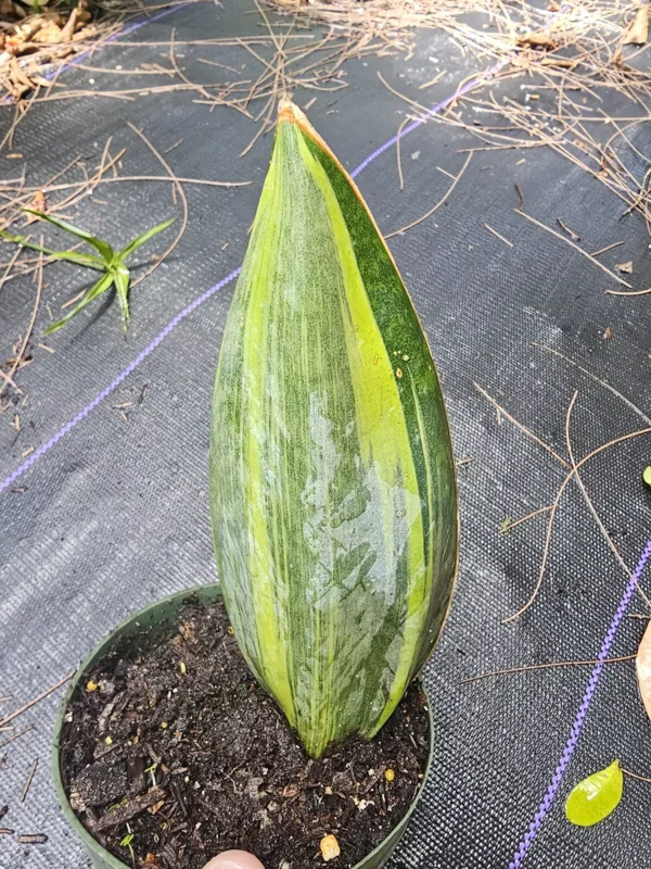 Variegated Sansevieria Masoniana - Whale Fin Snake Plant - 7-10 Inches - Bare Root