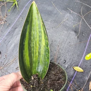Variegated Sansevieria Masoniana - Whale Fin Snake Plant - 7-10 Inches - Bare Root