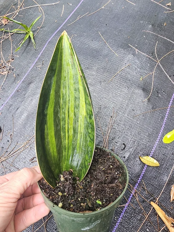 Variegated Sansevieria Masoniana - Whale Fin Snake Plant - 7-10 Inches - Bare Root