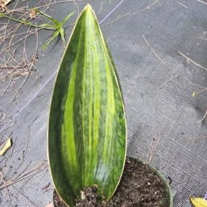 Variegated Sansevieria Masoniana - Whale Fin Snake Plant - 7-10 Inches - Bare Root