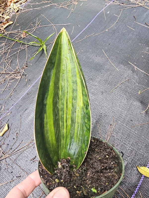 Variegated Sansevieria Masoniana - Whale Fin Snake Plant - 7-10 Inches - Bare Root
