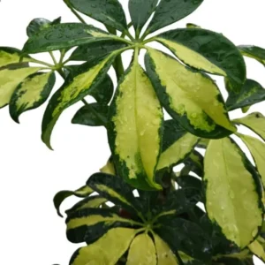 Variegated Schefflera Plant - Yellow Umbrella Tree -Trinette Schefflera Tree -Trinette Arboricola - 5-10 Inch Tall Houseplant