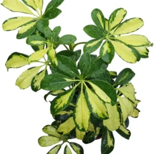 Variegated Schefflera Plant - Yellow Umbrella Tree -Trinette Schefflera Tree -Trinette Arboricola - 5-10 Inch Tall Houseplant
