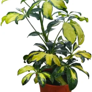 Variegated Schefflera Plant - Yellow Umbrella Tree -Trinette Schefflera Tree -Trinette Arboricola - 5-10 Inch Tall Houseplant