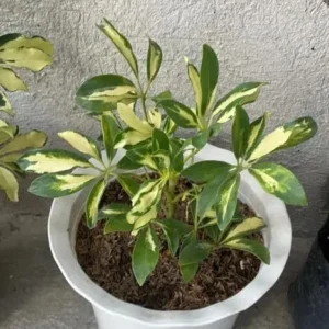 Variegated Schefflera Plant - Yellow Umbrella Tree -Trinette Schefflera Tree -Trinette Arboricola - 5-10 Inch Tall Houseplant