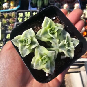 Variegated String of Buttons - Crassula Perforata - Succulent Plant - 2in Pot