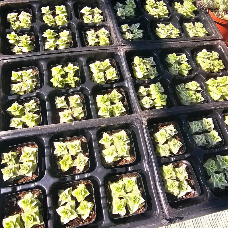 Variegated String of Buttons - Crassula Perforata - Succulent Plant - 2in Pot