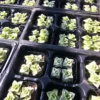 Variegated String of Buttons - Crassula Perforata - Succulent Plant - 2in Pot