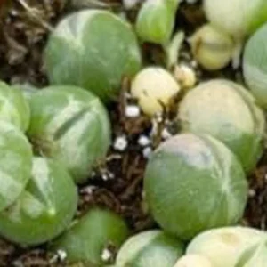 Variegated String of Pearls Succulent - 2" Pot - Easy Care Trailing Plant