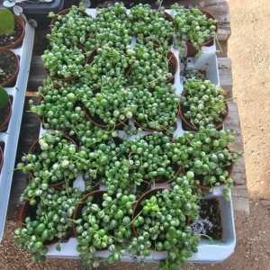 Variegated String of Pearls - Trailing Succulent - 2in Pot - Rare Plant